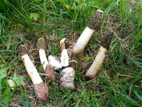 dune stinkhorn