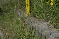 Carduus pycnocephalus albidus