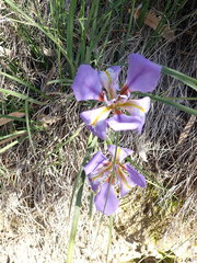 Iris unguicularis