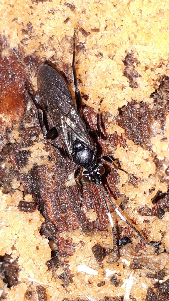 Syspasis albiguttata