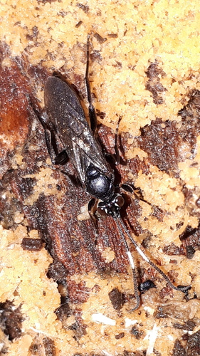 Syspasis albiguttata
