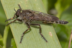 Machimus snowii