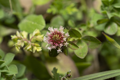 Trifolium argutum