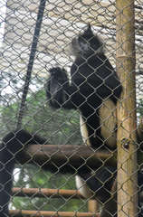 Trachypithecus delacouri
