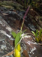 Bulbophyllum callosum image