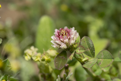 Trifolium argutum