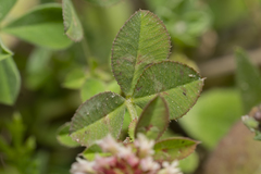 Trifolium argutum