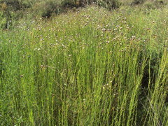 Baccharis juncea