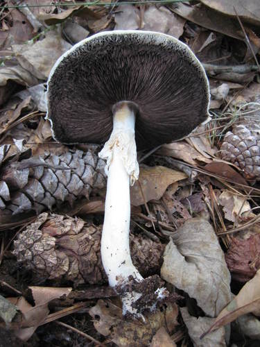 Agaricus rhoadsii image