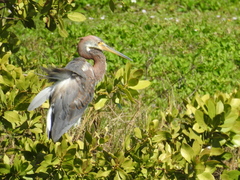 Egretta tricolor image
