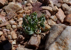Albuca concordiana