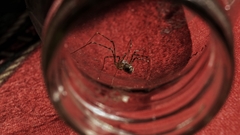 Scytodes