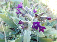 Anchusa