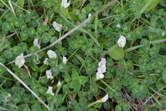 Trifolium uniflorum