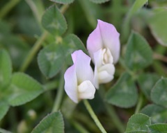 Trifolium uniflorum