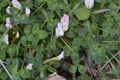 Trifolium uniflorum