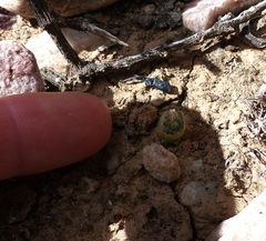 Bulbine mesembryanthemoides