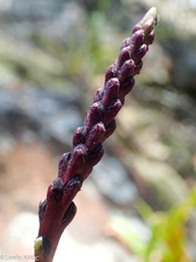 Bulbophyllum callosum image