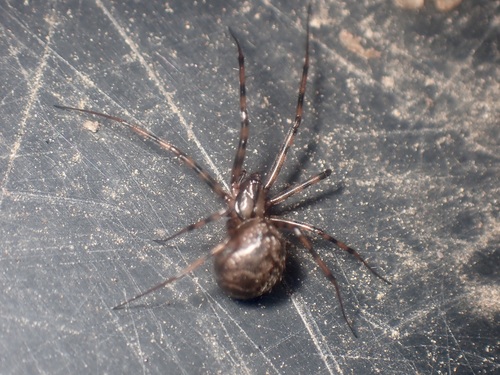 Megalepthyphantes