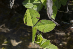 Trifolium clypeatum