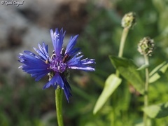 Centaurea cyanoides