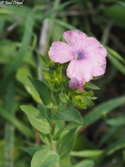 Linum pubescens
