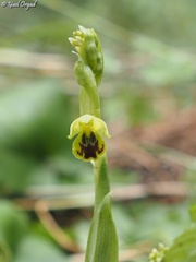 Ophrys lutea galilaea