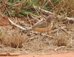 Rhodophoneus cruentus