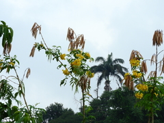 Bignoniaceae