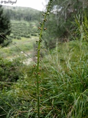 Scrophularia rubricaulis
