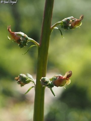 Scrophularia rubricaulis