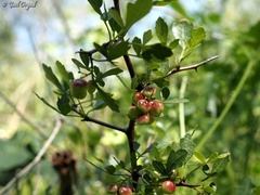 Searsia tripartita