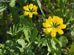 Securigera securidaca