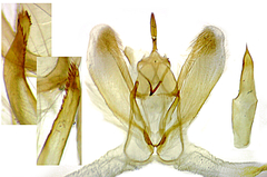 Metarranthis hypochraria