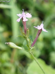 Silene aegyptiaca