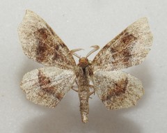 Metarranthis hypochraria