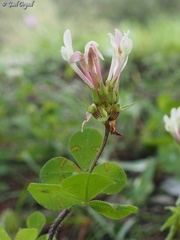 Trifolium clypeatum
