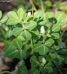 Trigonella foenum-graecum