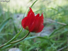 Tulipa agenensis