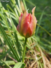 Tulipa agenensis