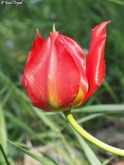 Tulipa agenensis