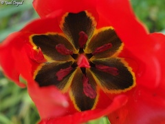 Tulipa agenensis