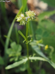 Valerianella coronata