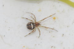 Simitidion simile