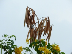 Bignoniaceae