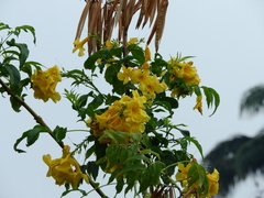 Bignoniaceae