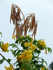 Bignoniaceae