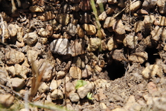 Streblognathus peetersi