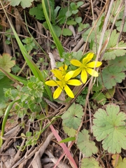 Gagea lutea