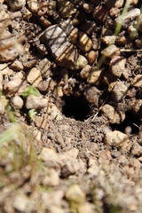 Streblognathus peetersi